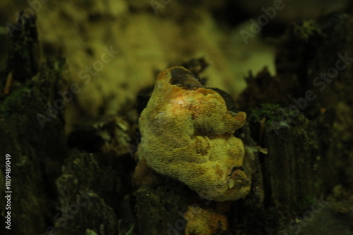 Daedalea quercina, known as the oak mazegill or maze-gill fungus. Mushrooms on wood close up. Beautiful mushroom background
 photo