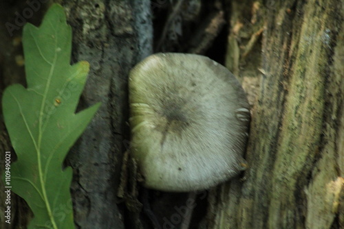 volvariella caesiotincta mushroom in the forest. Beautiful mushroom background
 photo