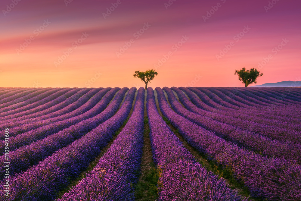 Blooming lavender field and trees at sunset in Valensole. Provence, France Blooming lavender field and trees at sunset in Valensole. Provence, France
