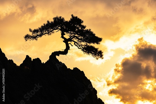 A gnarled black pine tree standing proudly at a mountain peak in China, silhouetted by the sun's first light, golden clouds surrounding the scene in the Yellow Mountains 2 photo