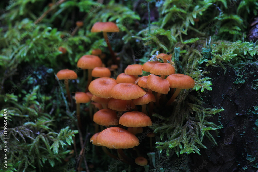 colony of small mushrooms in green moss colony of small mushrooms in green moss