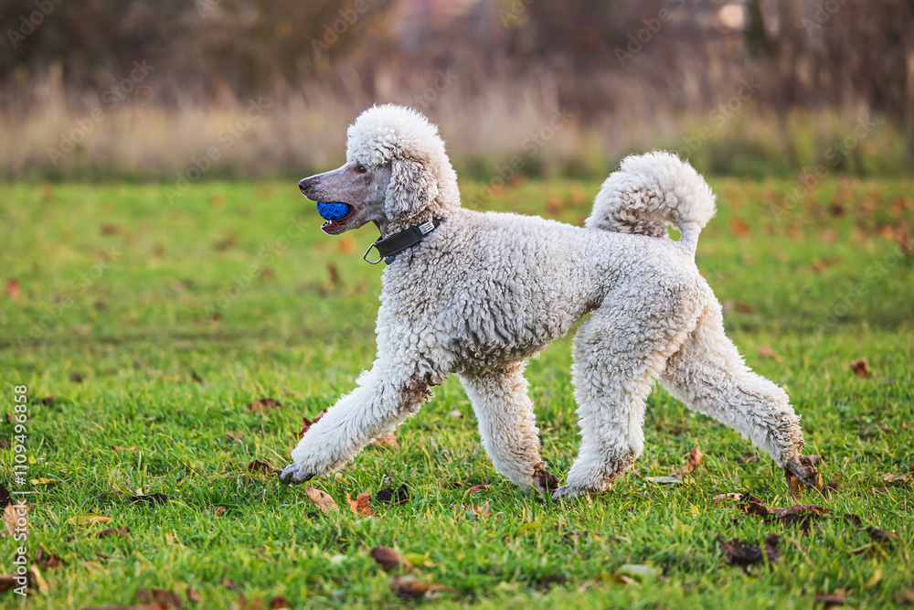 White beautifully Poodle He runs with the ball in his mouth White beautifully Poodle He runs with the ball in his mouth