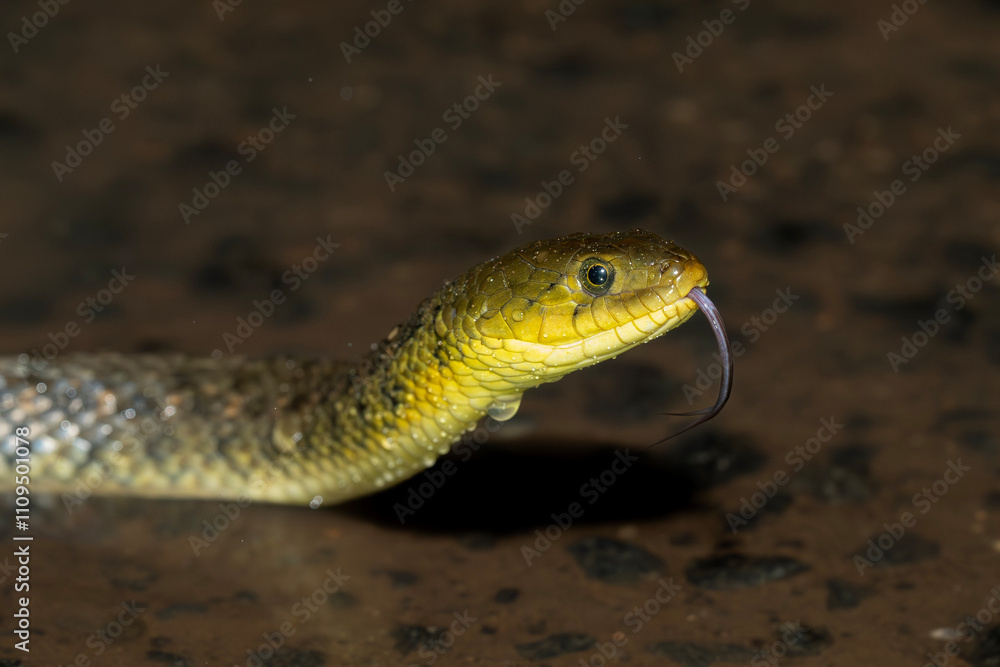 checkered keelback / Asiatic water snake (Xenochrophis piscator) flicking its tongue checkered keelback / Asiatic water snake (Xenochrophis piscator) flicking its tongue