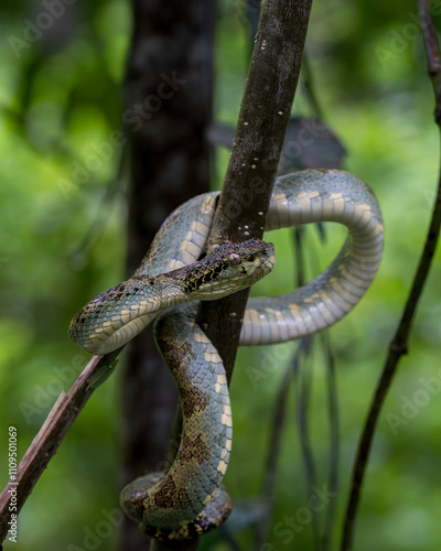 Anaimalai pit viper (Trimeresurus (Craspedocephalus) anamallensis ) in its natural habitat photo