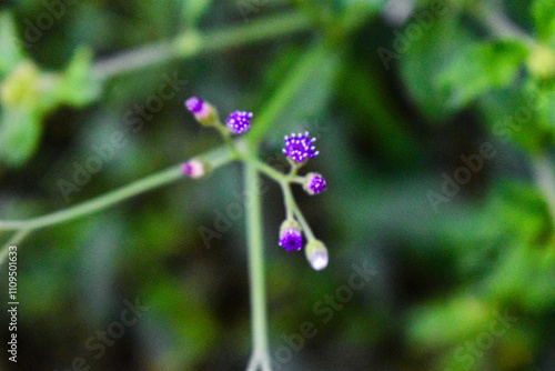 Tiny purple colored flowers in focus