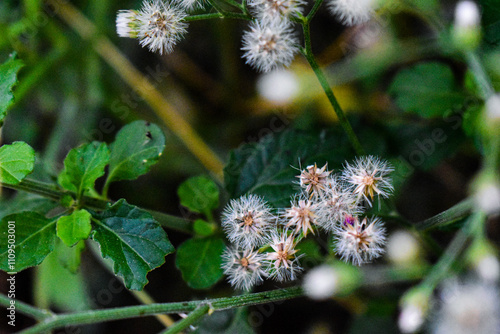 Tiny purple colored flowers in focus