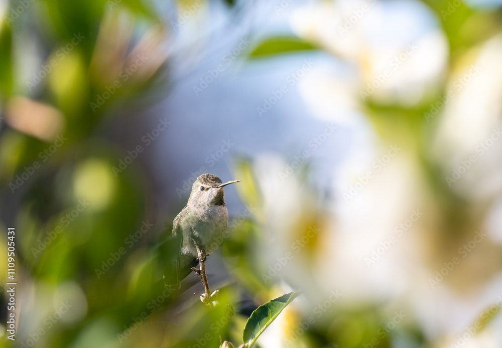 Close up of Anna's Hummingbird on Tree Branch Close up of Anna's Hummingbird on Tree Branch