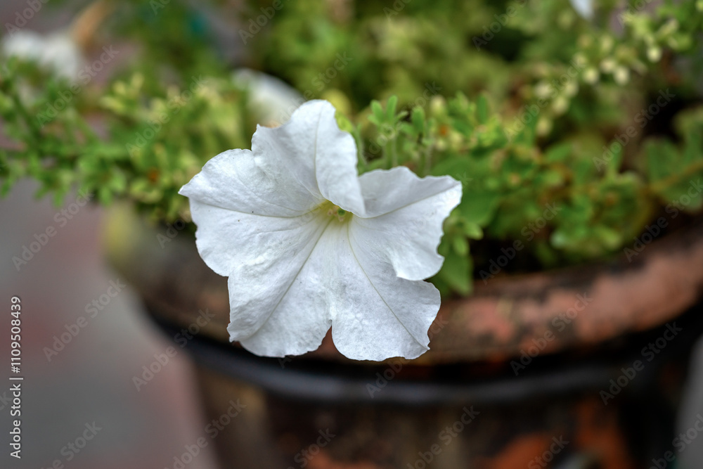 A white petunia flower in a pot close-up