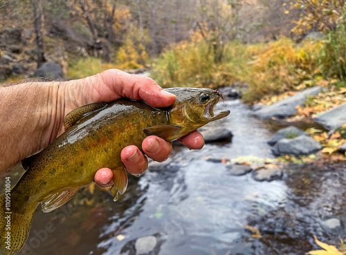 Rare Gila Trout Caught And Released On Oak Creek In Sedona AZ