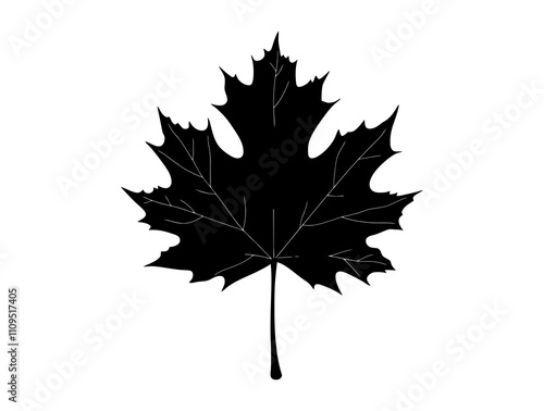 Bigleaf Maple tree silhouette vector illustration