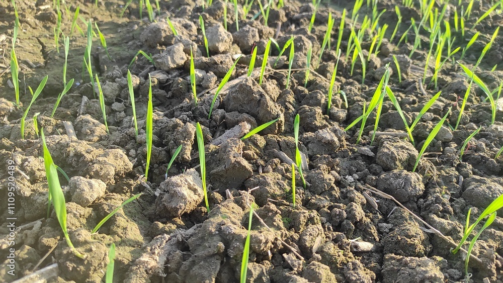 Obraz premium Young wheat seedlings growing in a field. Young green wheat growing in soil. agriculture. Sprouts of rye