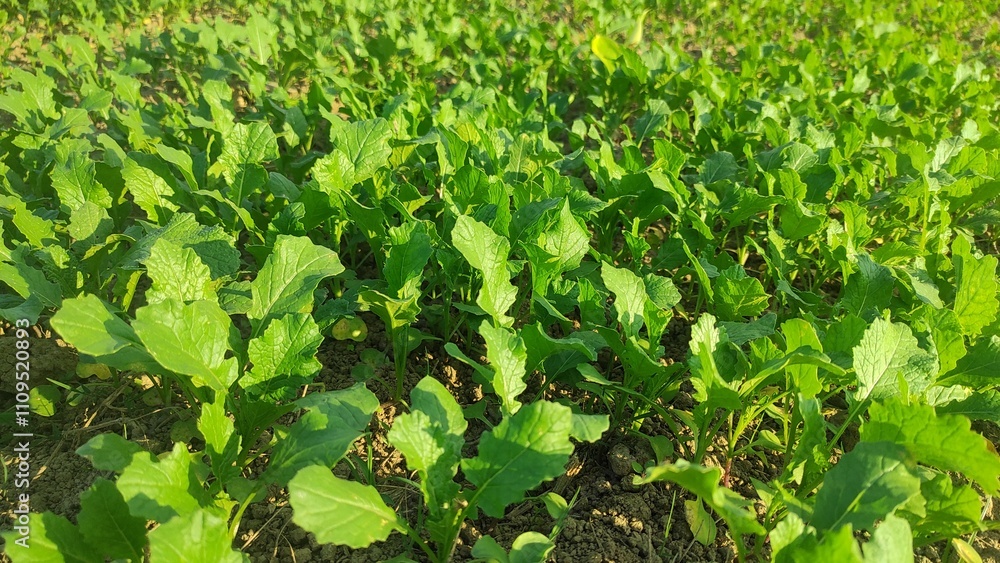 Growing mustard in natural conditions, young mustard plants Growing mustard in natural conditions, young mustard plants