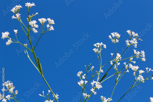 blue sky and white flowers