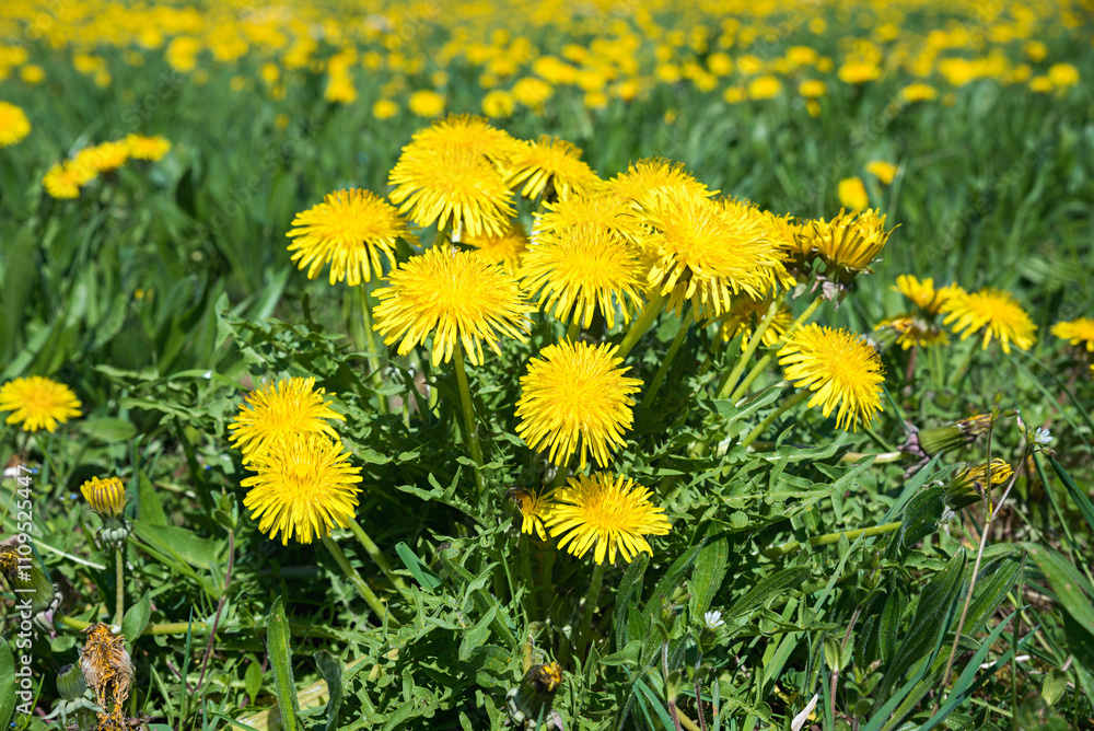 group of blooming dandelion flowers, blurry field with lots of them in the background group of blooming dandelion flowers, blurry field with lots of them in the background