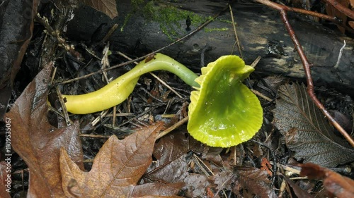 Parrot Toadstool or Parrot Waxcap (Hygrocybe psittacina) on the forest floor amidst fallen leaves in autumn photo