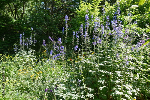 Blumen und Stauden im Botanischen Garten von Kiel photo