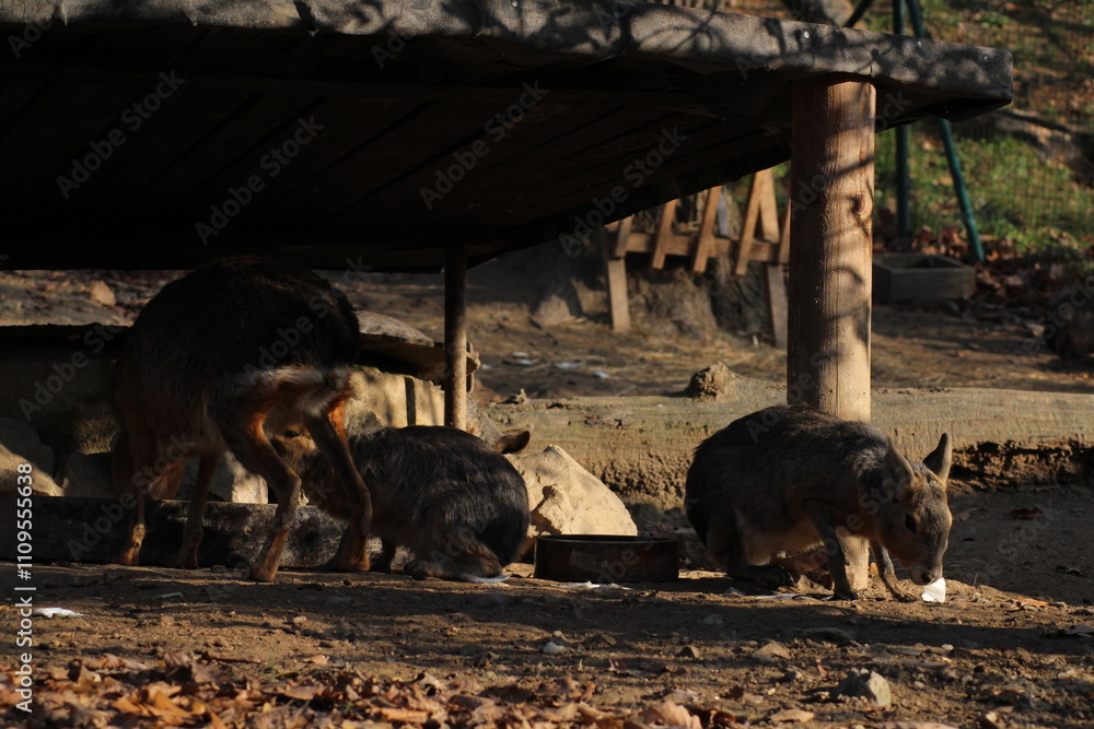 Fototapeta premium Patagonian mara (Dolichotis patagonum), also known as the Patagonian cavy. Wild life animal. 