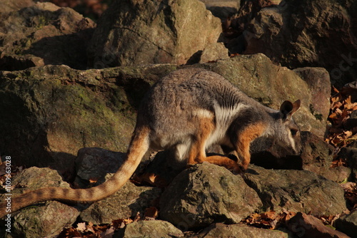 Two sitting Kangaroos, Petrogale xanthopus, The yellow-footed rock-wallaby, ring-tailed wallaby. Yellow-footed rock-wallaby, Petrogale xanthopus, or ring-tailed rock-wallaby, on rocky outcrop.
 photo