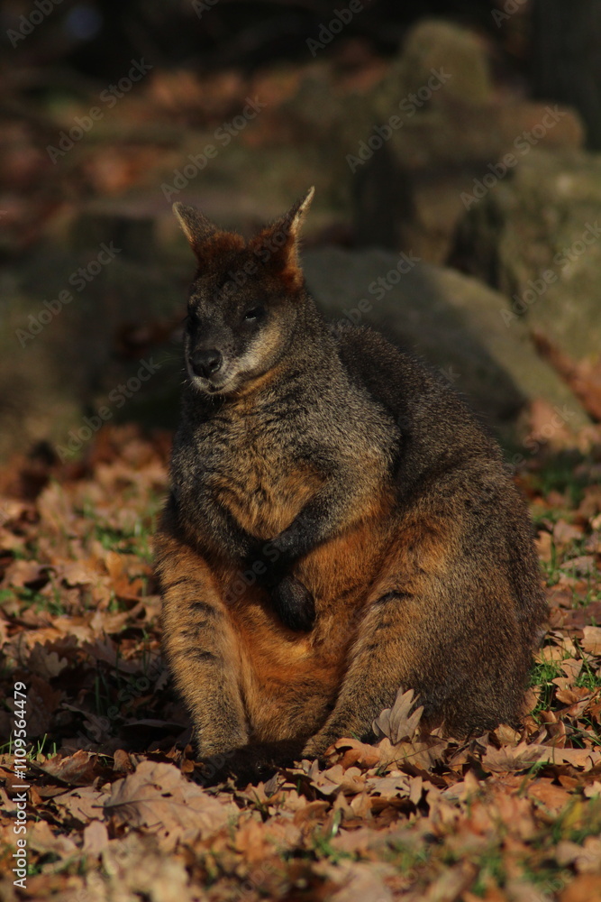 Naklejka premium Swamp Wallaby, Wallabia bicolor, is one of the smaller kangaroos. This wallaby is also commonly known as the black wallaby