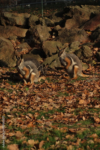 Two sitting Kangaroos, Petrogale xanthopus, The yellow-footed rock-wallaby, ring-tailed wallaby. Yellow-footed rock-wallaby, Petrogale xanthopus, or ring-tailed rock-wallaby, on rocky outcrop.
 photo