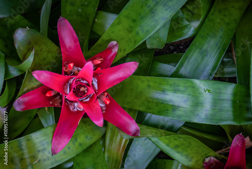 Beautiful red flower Nidularium innocentii full bloom grown in a botanic garden. photo