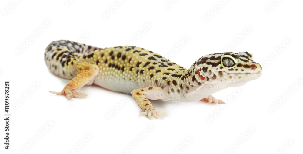 One beautiful gecko isolated on white. Exotic pet One beautiful gecko isolated on white. Exotic pet