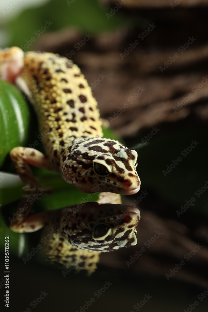 Naklejka premium One beautiful gecko on mirror surface, closeup
