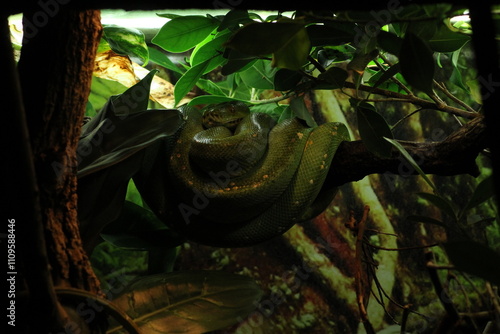 Green tree python (Morelia viridis) sorong locality. The green tree python (Morelia viridis) is a species of snake in the family Pythonidae. it is a bright green snake, living generally in trees.
 photo