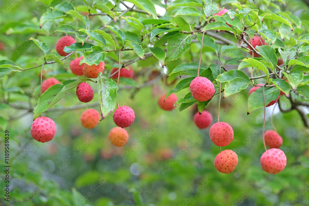 Obraz premium Cornus ‘Norman Hadden’, the red strawberry like fruits of Norman Hadden dogwood tree.