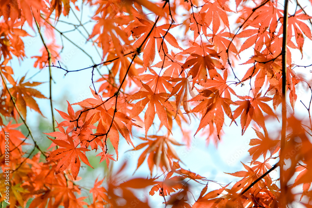 The red autumn foliage Acer palmatum, Japanese maple ‘Shojo shidare’. The red autumn foliage Acer palmatum, Japanese maple ‘Shojo shidare’.