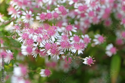 Dainty white and pink Aster lateriflorus ‘Lady In Black’ in flower.