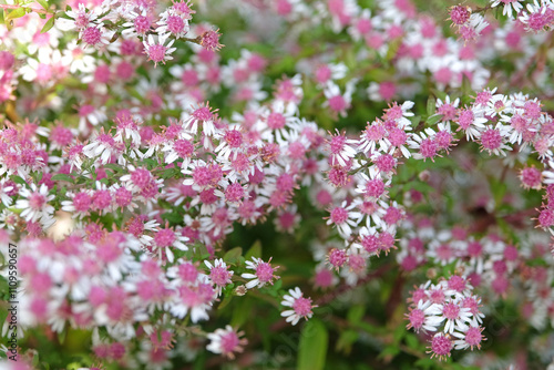 Dainty white and pink Aster lateriflorus ‘Lady In Black’ in flower.