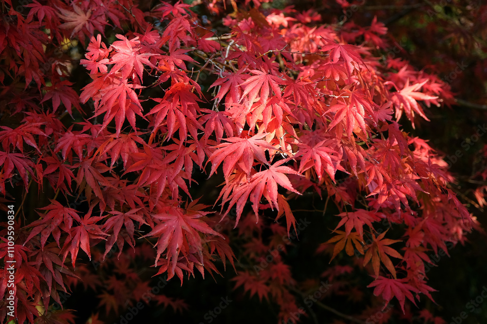 The red autumn foliage Acer palmatum, Japanese maple ‘Shojo shidare’. The red autumn foliage Acer palmatum, Japanese maple ‘Shojo shidare’.