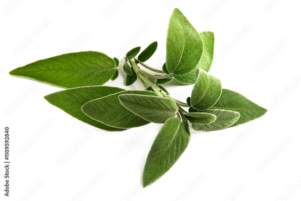 Fototapeta premium Rametto di salvia fresca isolata su fondo bianco, erba aromatica mediterranea utilizzata in cucina come condimento, alimentazione biologica 