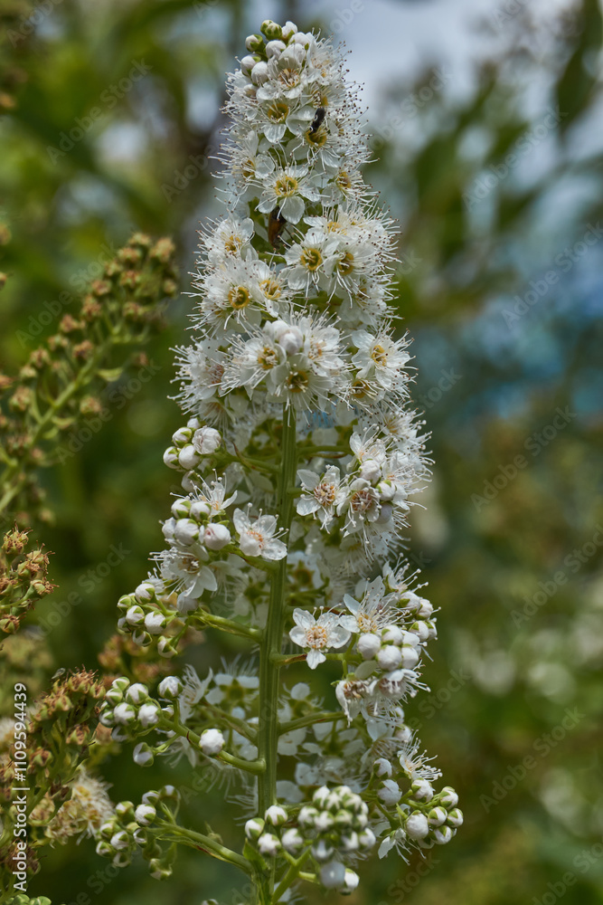 Willow-leaved spirea (Lat. Spiraea salicifolia). Close-up of a flowering inflorescence of willow-leaved spirea on a background of green foliage. Willow-leaved spirea (Lat. Spiraea salicifolia). Close-up of a flowering inflorescence of willow-leaved spirea on a background of green foliage.