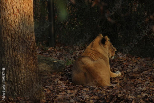 Lonely liones laying on a ground photo