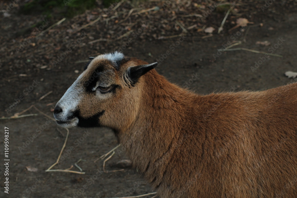 Fototapeta premium Sheep of Cameroon portrait. Cameroon sheep or Cameroon Dwarf is a Cameroonian breed of domestic sheep. Portrait of brown sheep of Cameroon Ovis aries the mouth open with the teeth clearly visible 