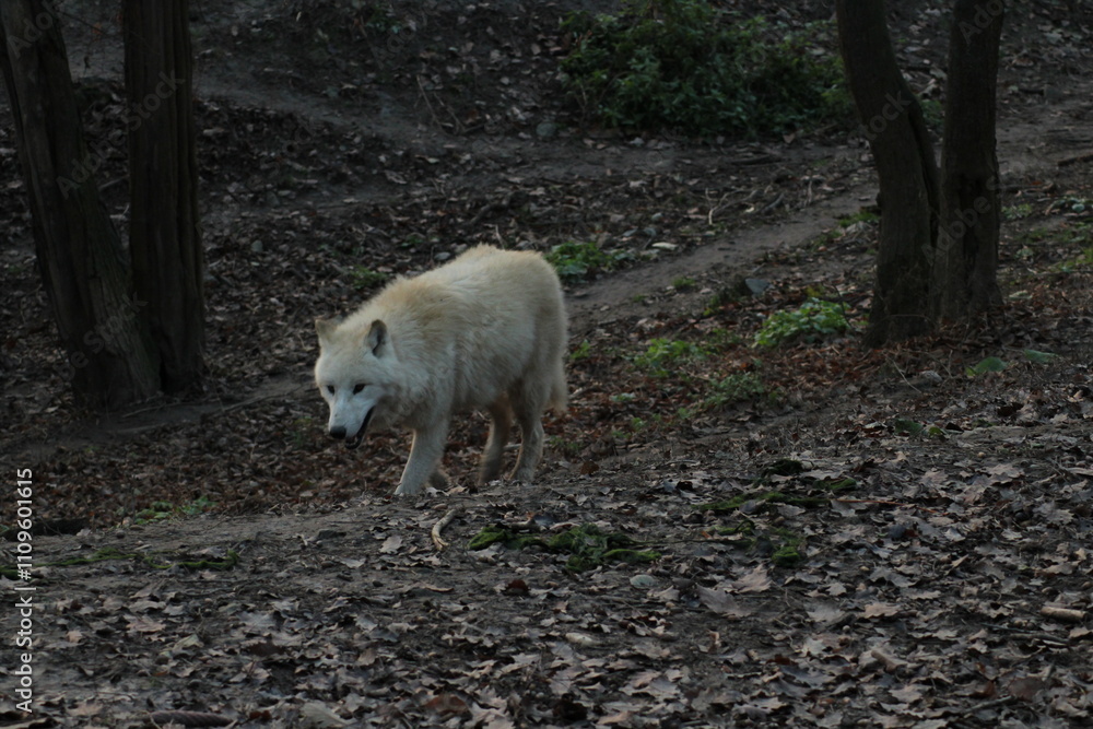 An arctic wolf -canis lupus arctos- standing amongst fallen trees in a wolf sanctuary. male Arctic wolf (Canis lupus arctos). Iconic White arctic wolf from wolves laughing meme in Zoo Brno