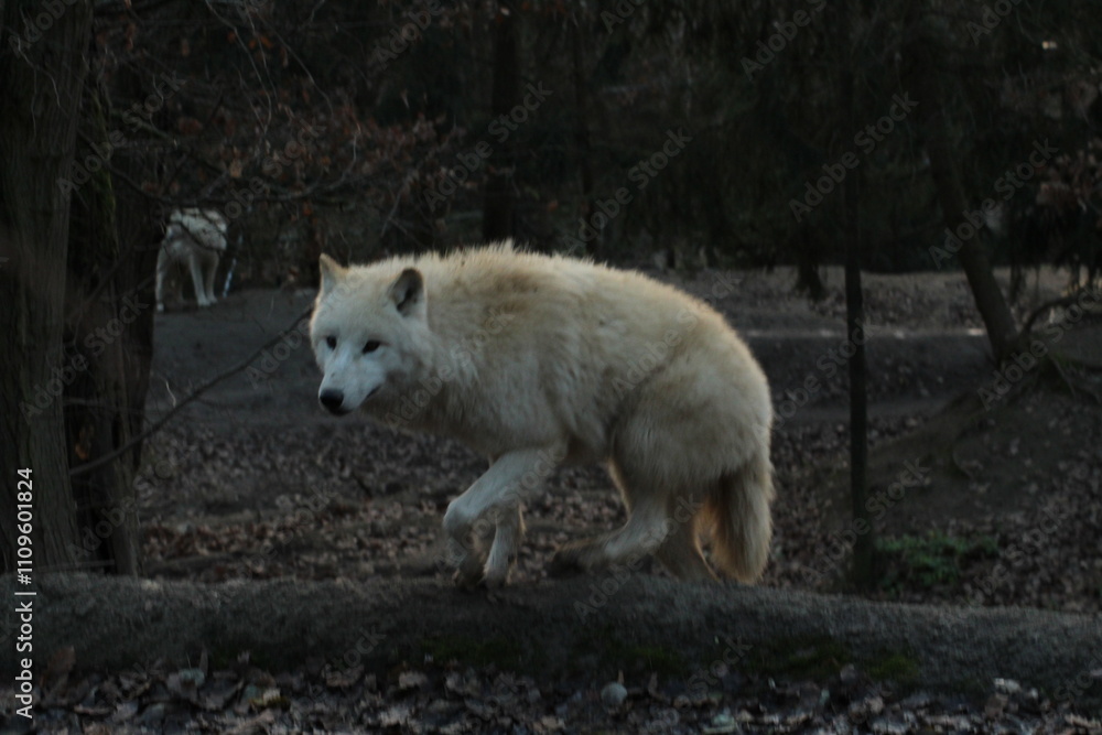 An arctic wolf -canis lupus arctos- standing amongst fallen trees in a wolf sanctuary. male Arctic wolf (Canis lupus arctos). Iconic White arctic wolf from wolves laughing meme in Zoo Brno An arctic wolf -canis lupus arctos- standing amongst fallen trees in a wolf sanctuary. male Arctic wolf (Canis lupus arctos). Iconic White arctic wolf from wolves laughing meme in Zoo Brno