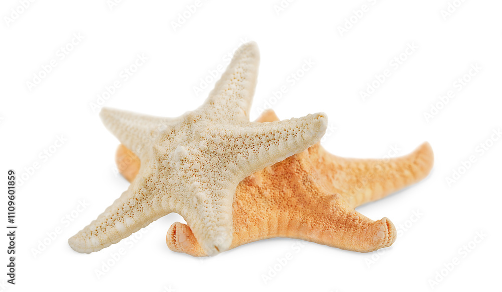 two starfish isolated on white background two starfish isolated on white background