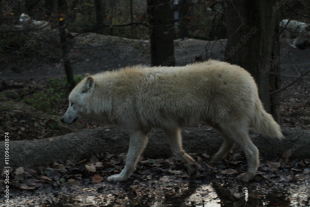 An arctic wolf -canis lupus arctos- standing amongst fallen trees in a wolf sanctuary. male Arctic wolf (Canis lupus arctos). Iconic White arctic wolf from wolves laughing meme in Zoo Brno An arctic wolf -canis lupus arctos- standing amongst fallen trees in a wolf sanctuary. male Arctic wolf (Canis lupus arctos). Iconic White arctic wolf from wolves laughing meme in Zoo Brno