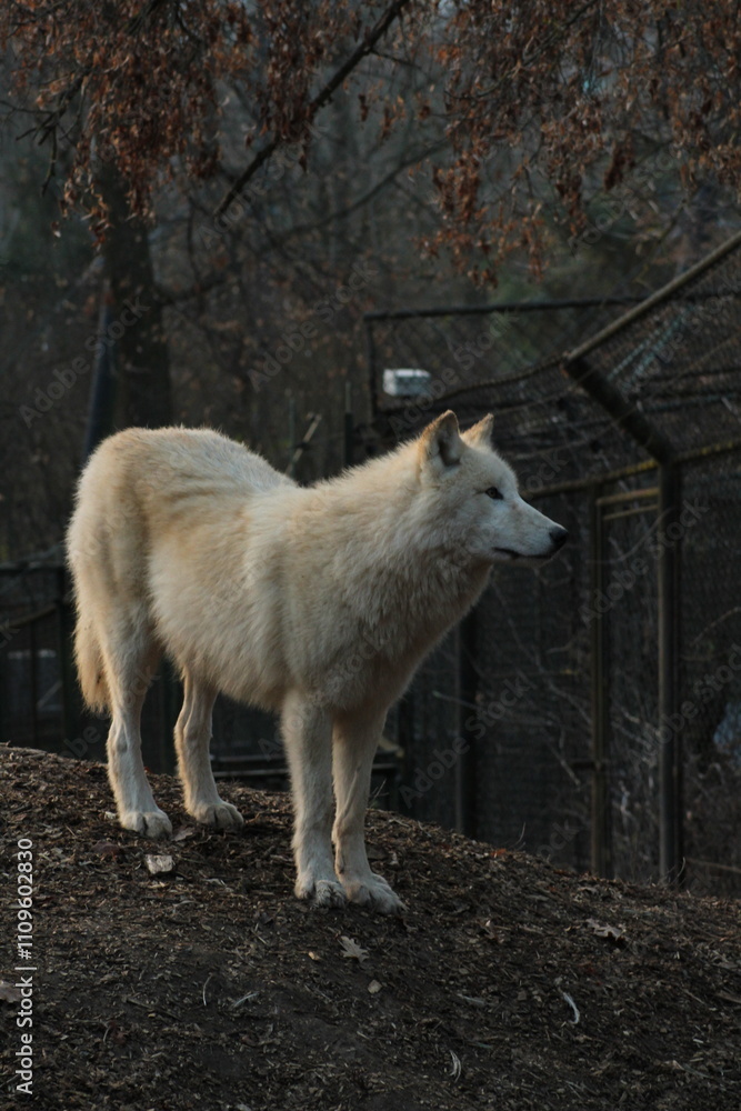An arctic wolf -canis lupus arctos- standing amongst fallen trees in a wolf sanctuary. male Arctic wolf (Canis lupus arctos). Iconic White arctic wolf from wolves laughing meme in Zoo Brno An arctic wolf -canis lupus arctos- standing amongst fallen trees in a wolf sanctuary. male Arctic wolf (Canis lupus arctos). Iconic White arctic wolf from wolves laughing meme in Zoo Brno