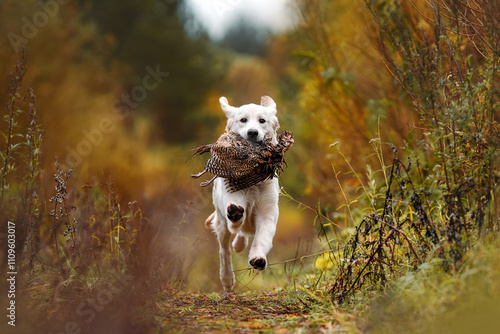 Golden retriever retrieving pheasant in a field photo