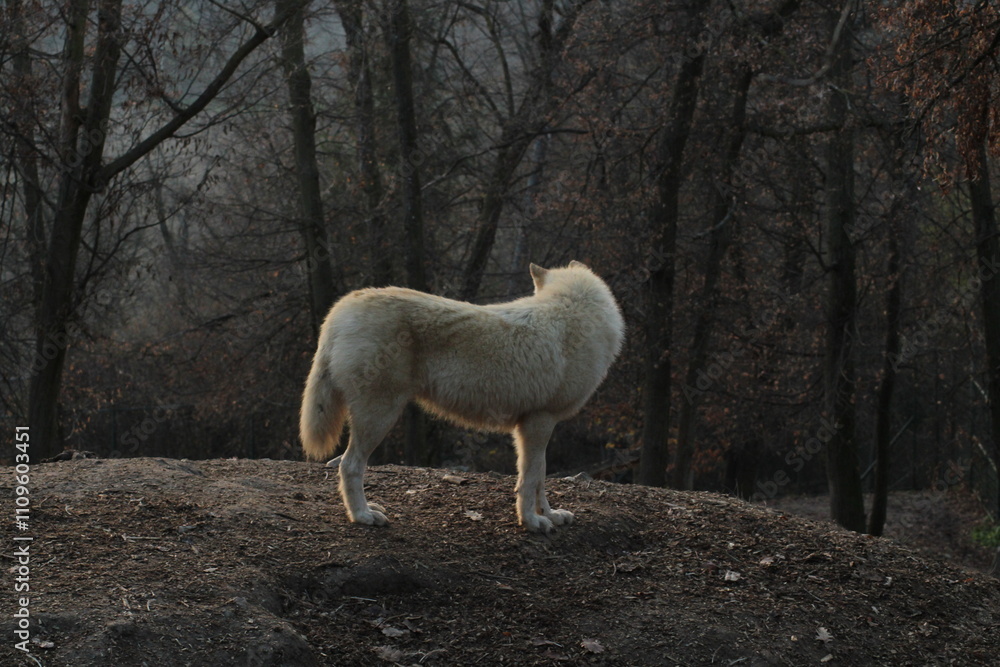 An arctic wolf -canis lupus arctos- standing amongst fallen trees in a wolf sanctuary. male Arctic wolf (Canis lupus arctos). Iconic White arctic wolf from wolves laughing meme in Zoo Brno An arctic wolf -canis lupus arctos- standing amongst fallen trees in a wolf sanctuary. male Arctic wolf (Canis lupus arctos). Iconic White arctic wolf from wolves laughing meme in Zoo Brno