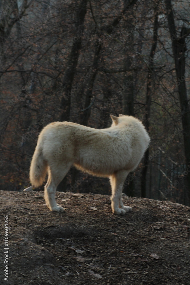 An arctic wolf -canis lupus arctos- standing amongst fallen trees in a wolf sanctuary. male Arctic wolf (Canis lupus arctos). Iconic White arctic wolf from wolves laughing meme in Zoo Brno An arctic wolf -canis lupus arctos- standing amongst fallen trees in a wolf sanctuary. male Arctic wolf (Canis lupus arctos). Iconic White arctic wolf from wolves laughing meme in Zoo Brno