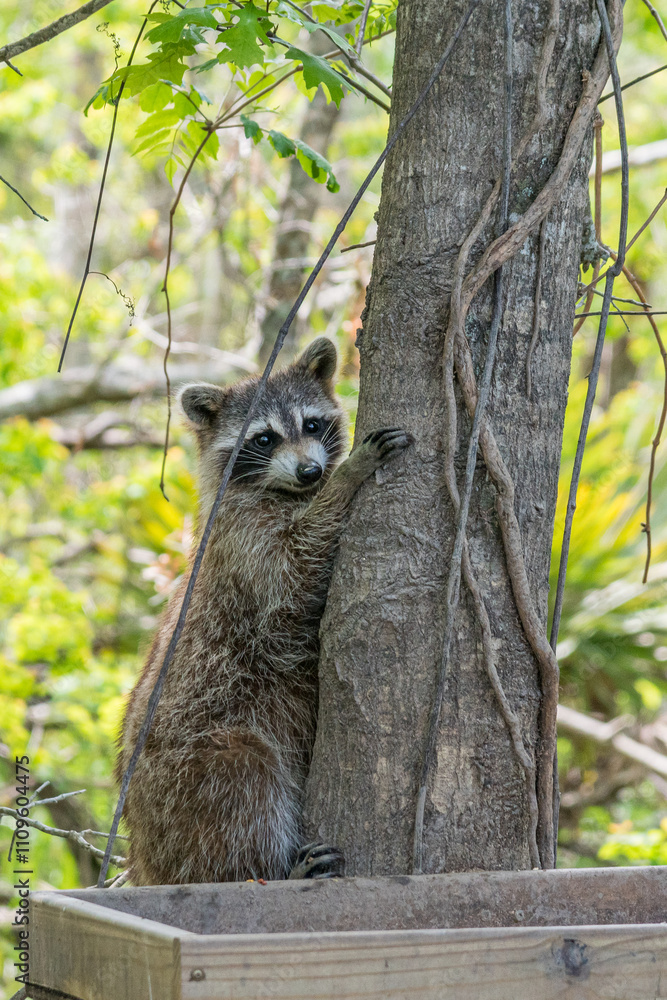 Obraz premium Raccoon climbing tree in forest near swampy bayou