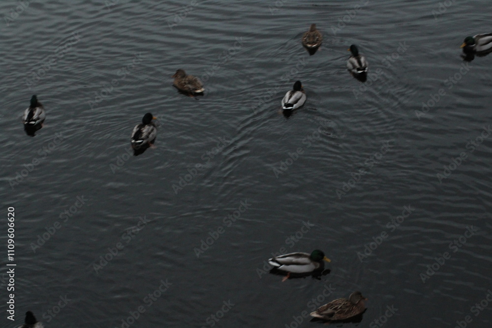 Group of Wild ducks or Mallards swimming in a river. Mallard -anas platyrhynchos Group of Wild ducks or Mallards swimming in a river. Mallard -anas platyrhynchos