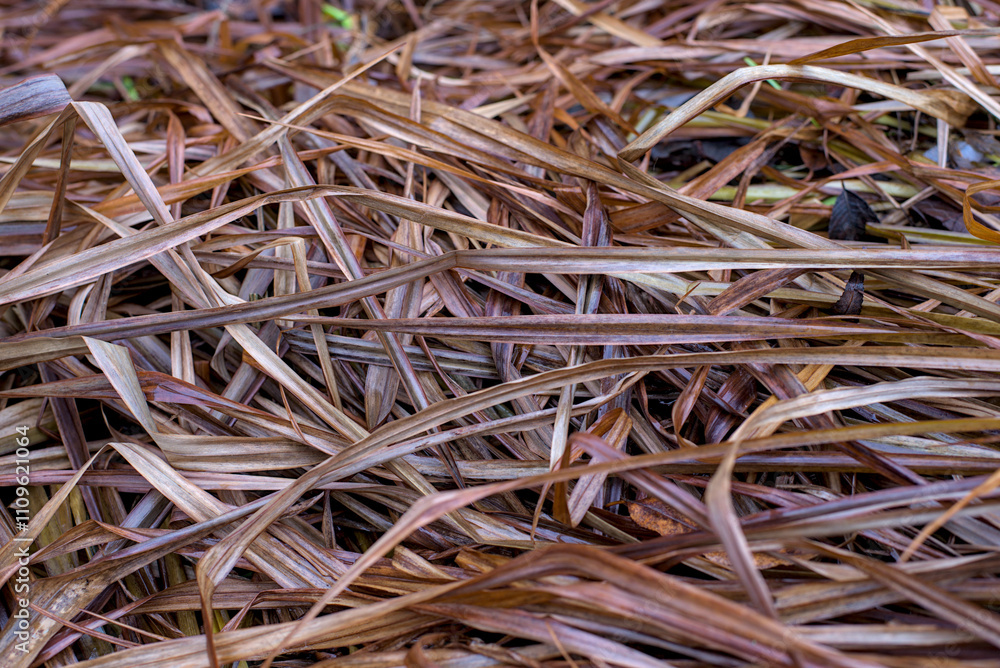 Background of ry brown grass in a meadow Background of ry brown grass in a meadow