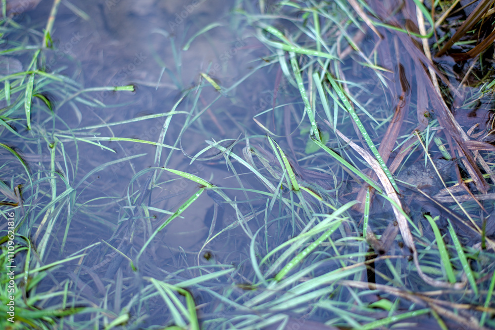 green grass in a stream in autumn green grass in a stream in autumn