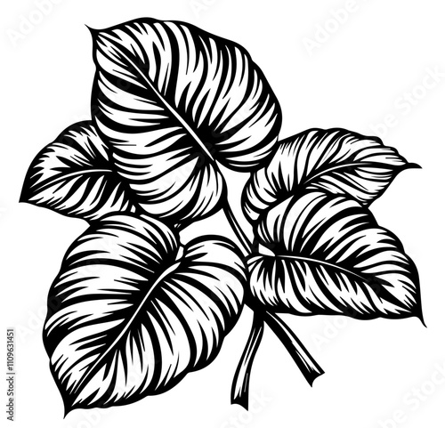 leaf vector nature plant house flower, potted flower, ficus, monstera